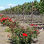napa vineyard roses